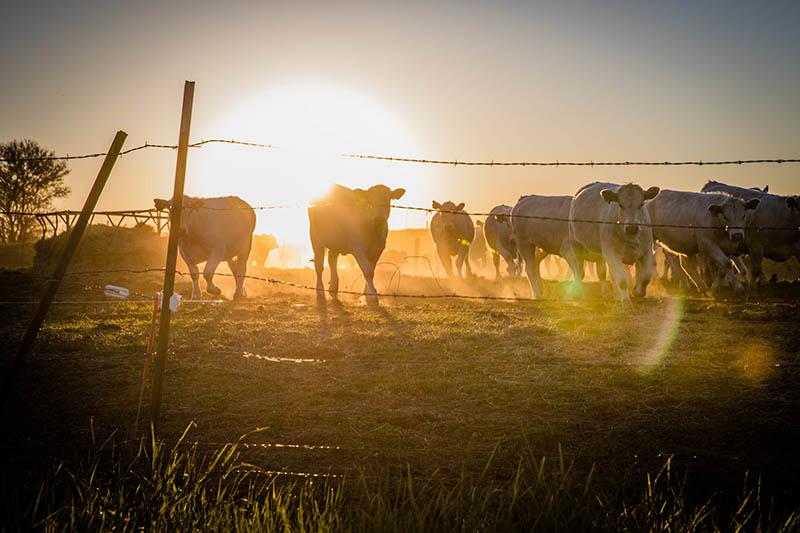 Northwest Collegiate Cattleman’s Association 